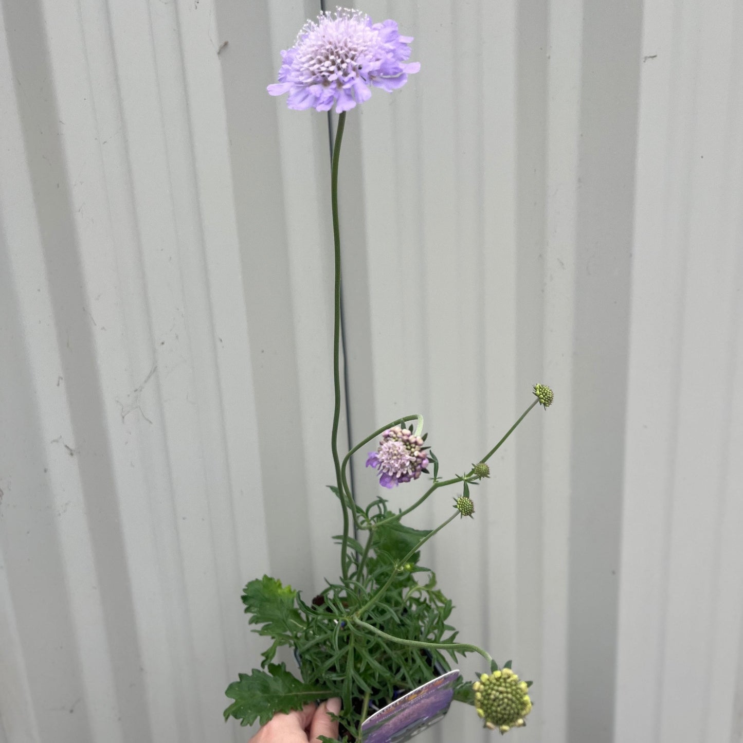 Scabious Butterfly Blue 9cm/2L
