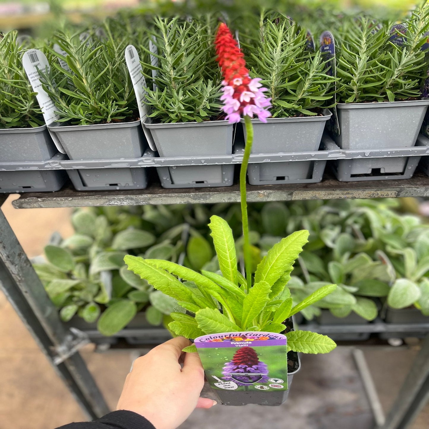 Primula vialii 9cm / 3L
