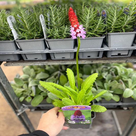 Primula vialii 9cm / 3L