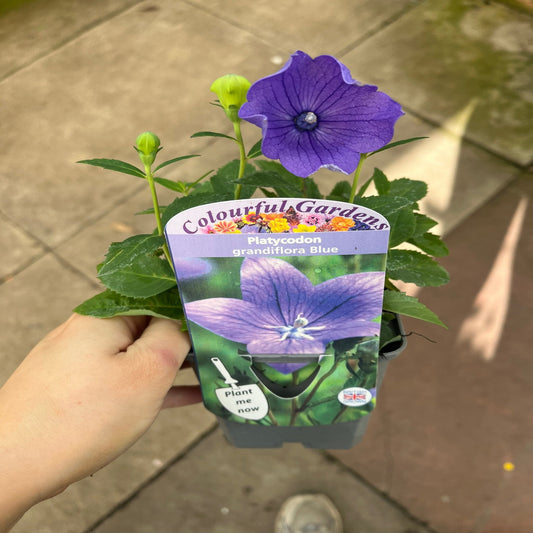 Platycodon Blue 9cm