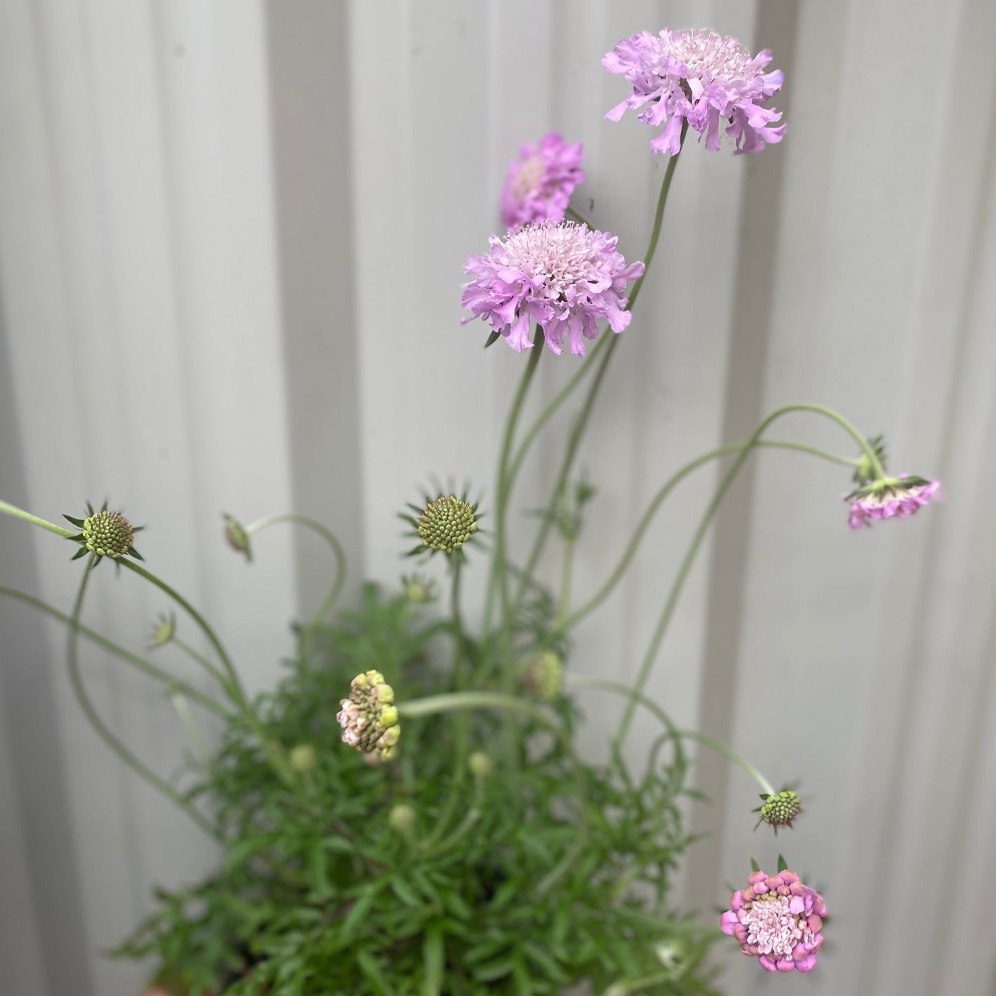 Scabious 'Pink Mist' 9cm/2L