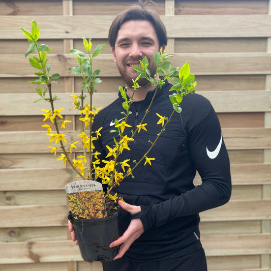 Forsythia x intermedia 'Minigold' 1L/2L