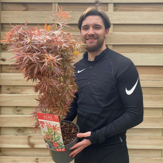 Acer palmatum Jerre Schwartz 3L / 35L