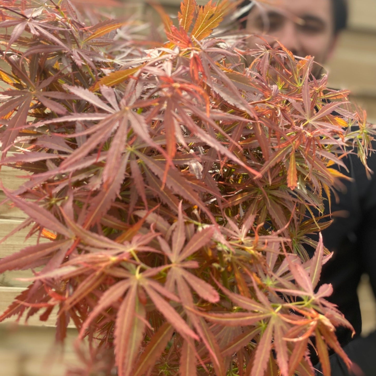 Acer palmatum Jerre Schwartz 3L / 35L