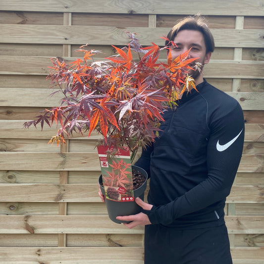 Acer palmatum 'Atropurpureum' 10.5cm-130L
