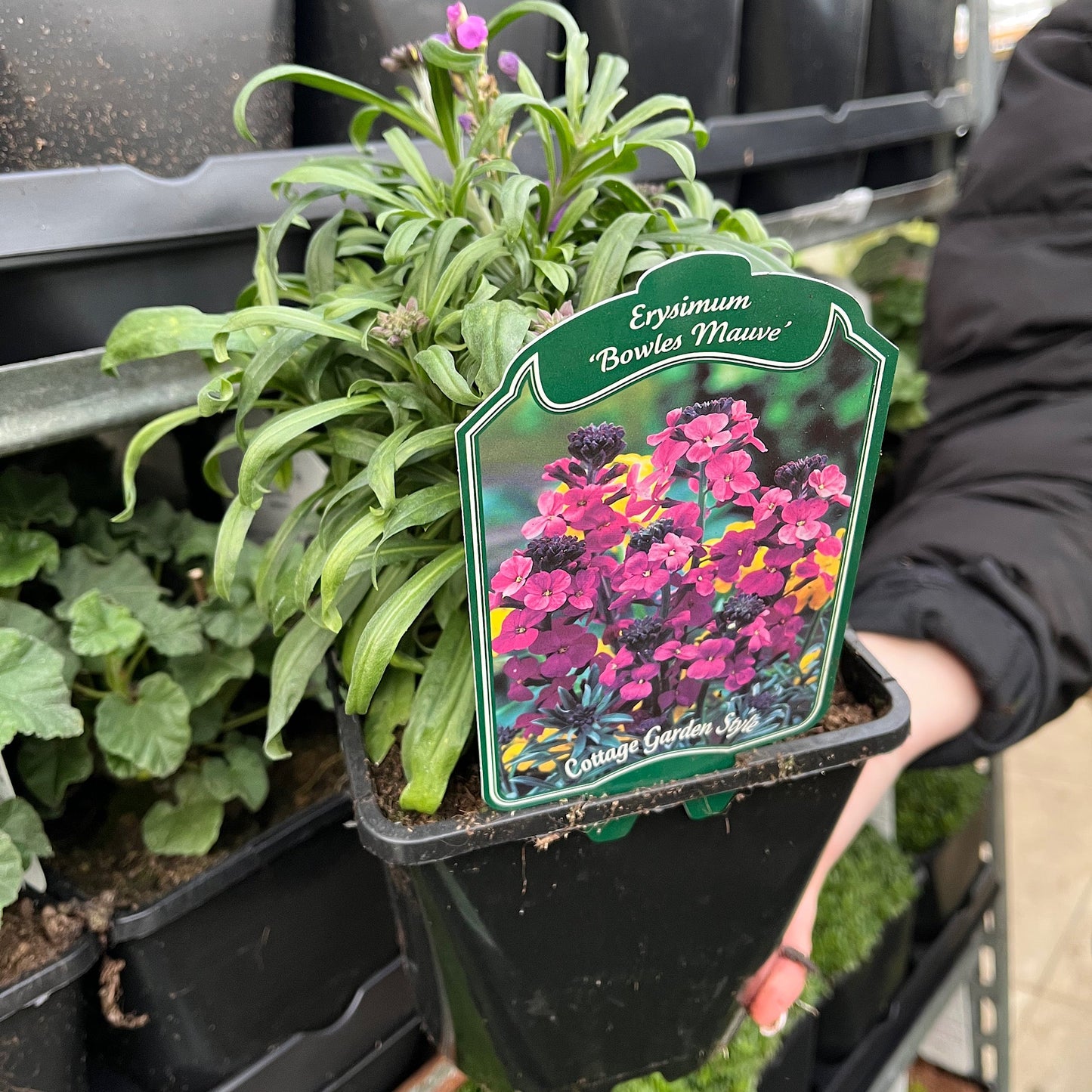 Erysimum 'Bowles Mauve' (Three Sizes Available)