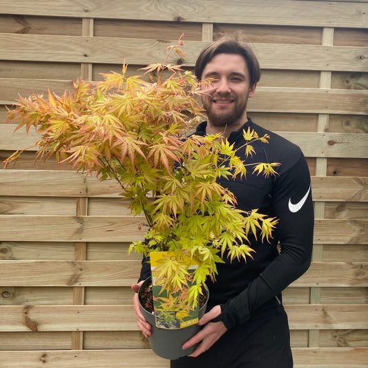Acer palmatum 'Orange Dream' 10.5cm / 2L / 3L / 10L