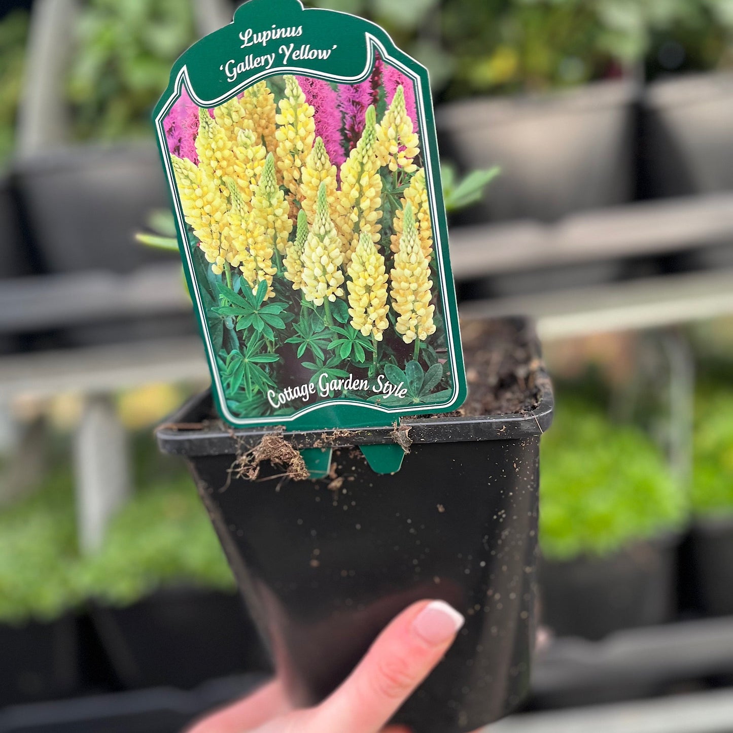 Lupin 'Gallery Yellow' 9cm / 1.5L / 3L