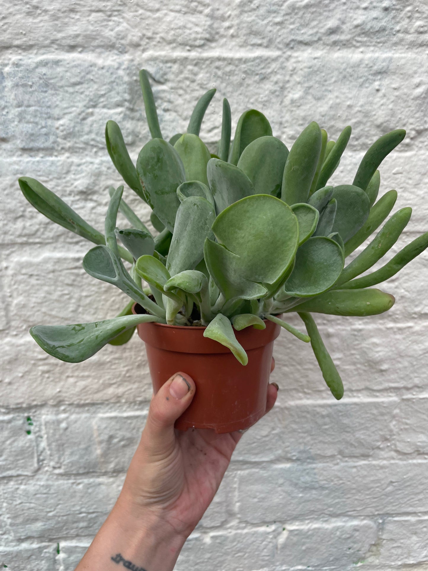 Kalanchoe luciae 'Oricula' (Paddle Plant)