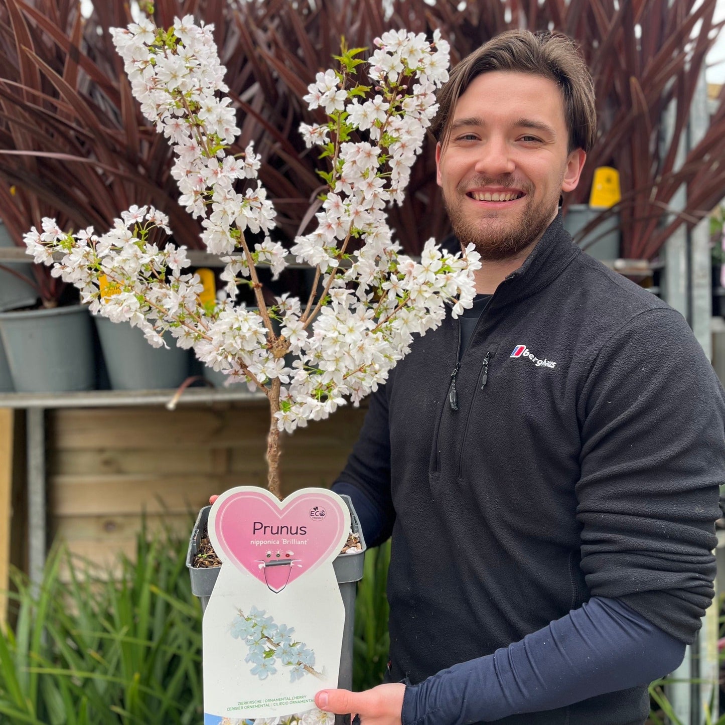 Ornamental Flowering Cherry Blossom Dwarf Tree -  Nipponica ‘Brilliant' (2 Sizes Available)