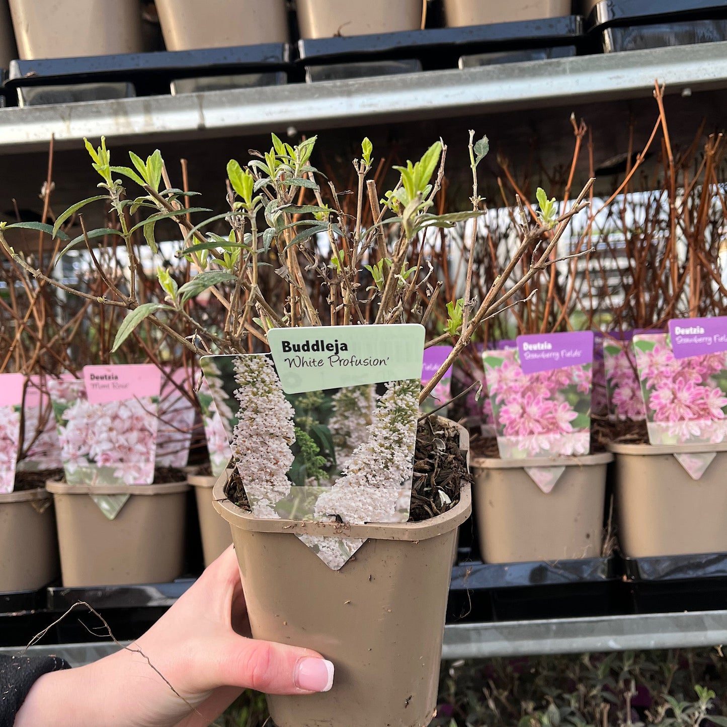 Buddleja davidii 'White Profusion'