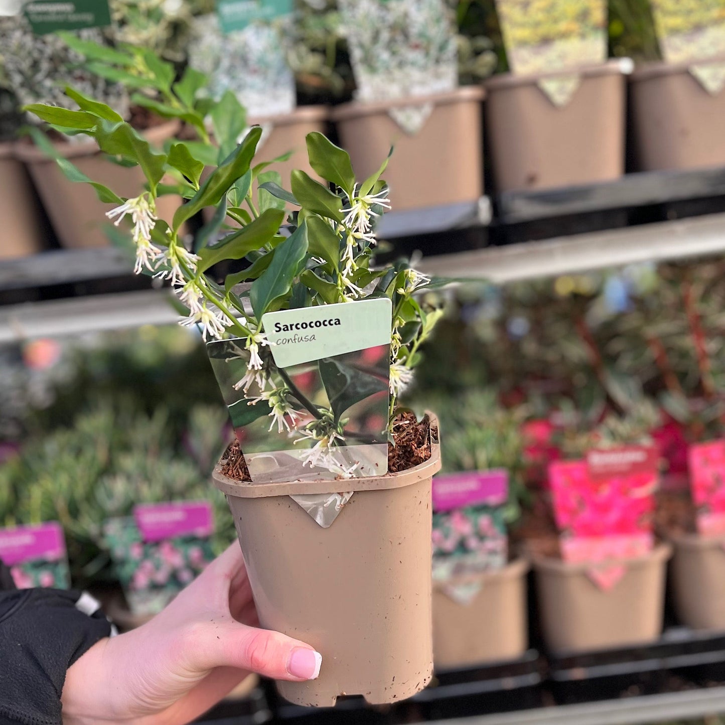 Sarcococca confusa 9cm/1L/2L
