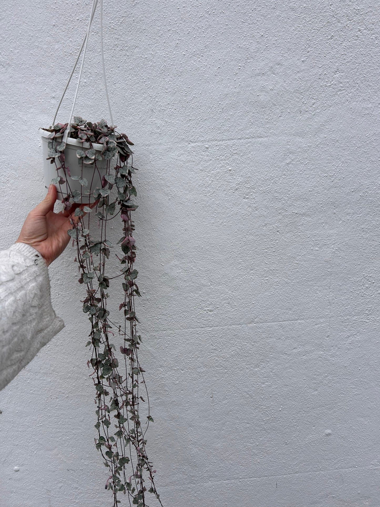 Ceropegia woodii 'Variegata' (String of Hearts)