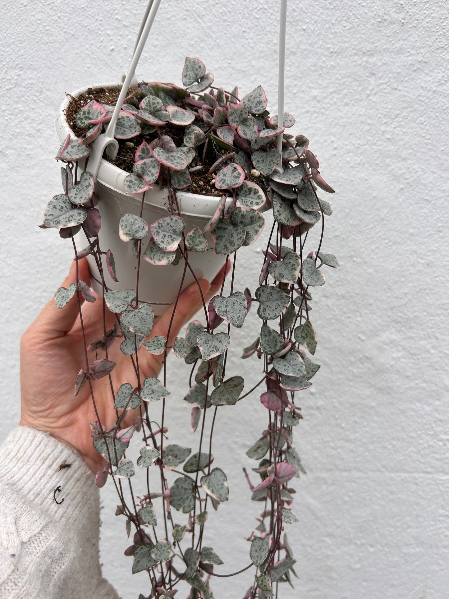 Ceropegia woodii 'Variegata' (String of Hearts)