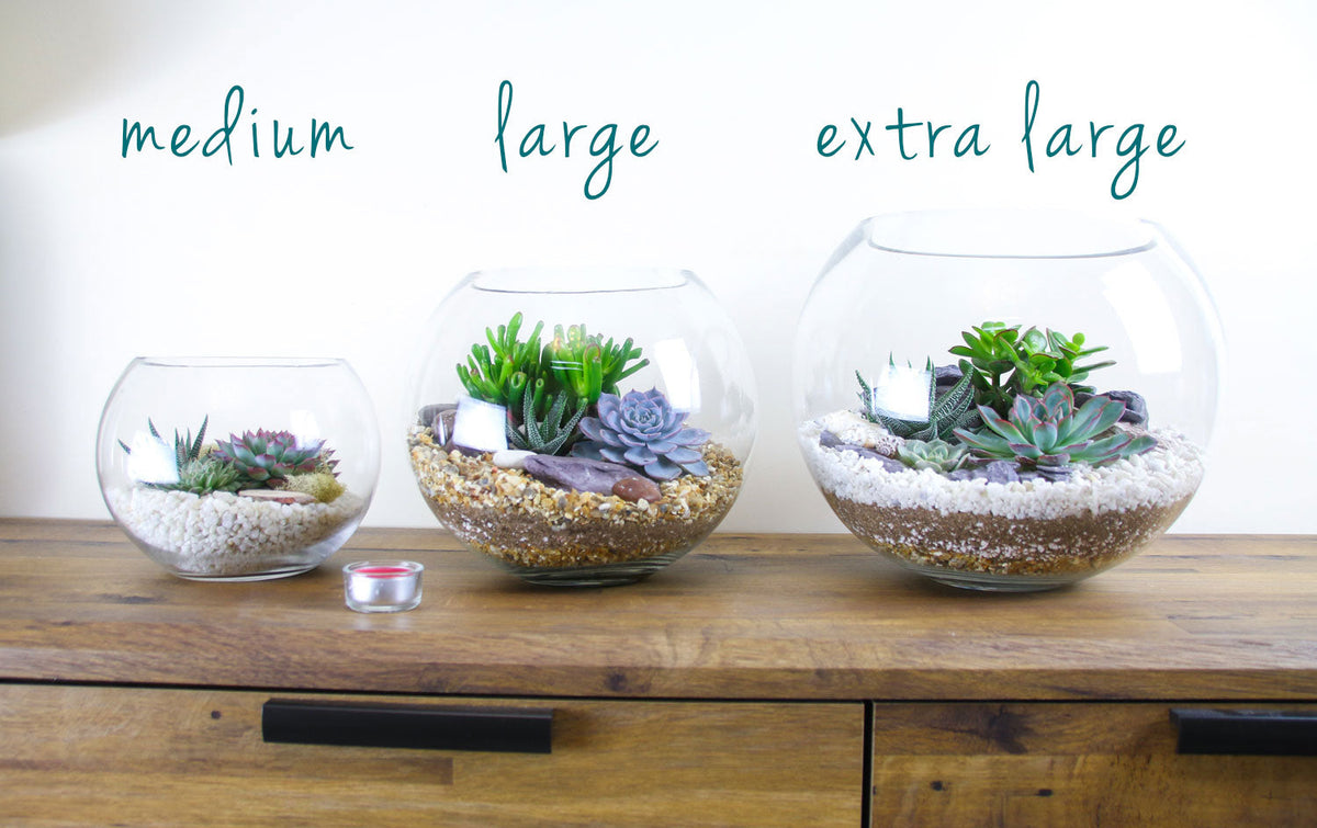 The Haven - Glass Globe Terrarium with Succulent Plants