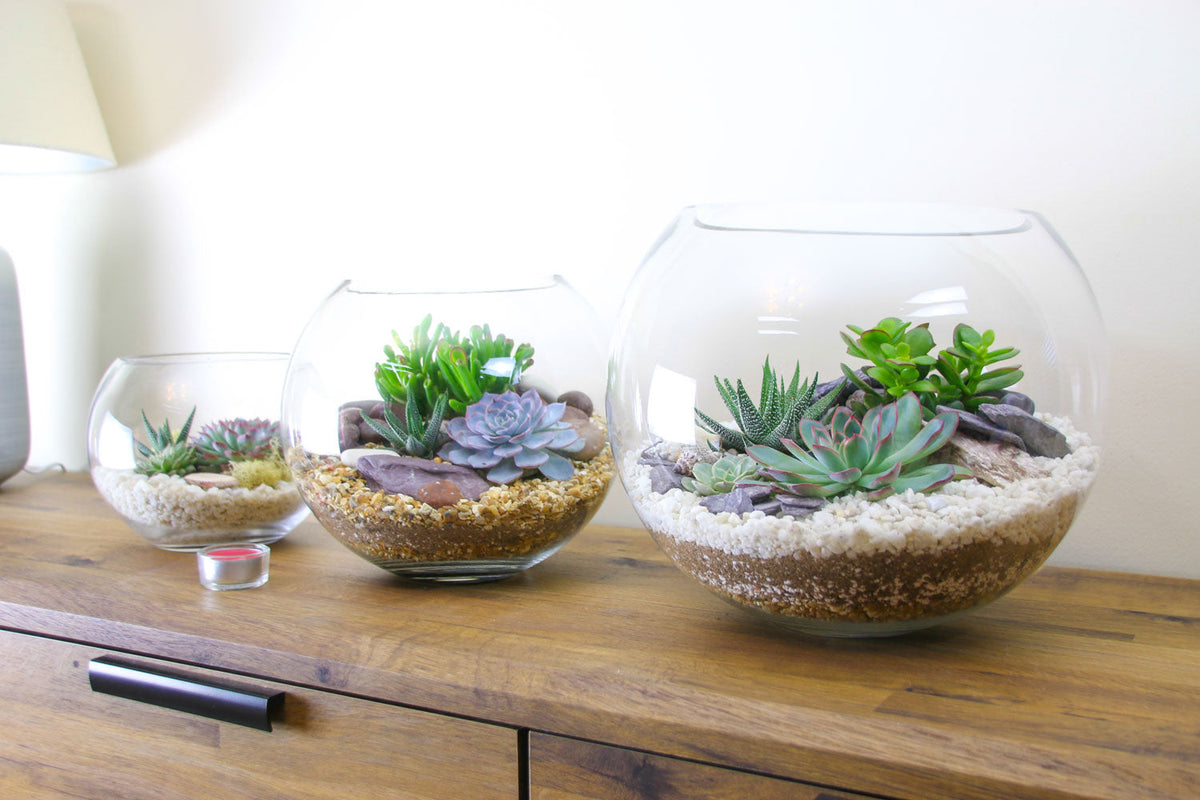 The Canyon - Globe Terrarium with 4 Succulent Plants- Extra Large