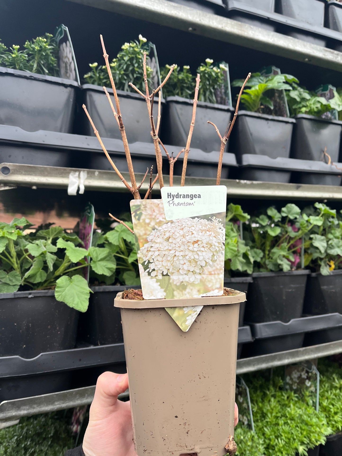 Hydrangea paniculata Phantom 9cm / 1L / 1.5L
