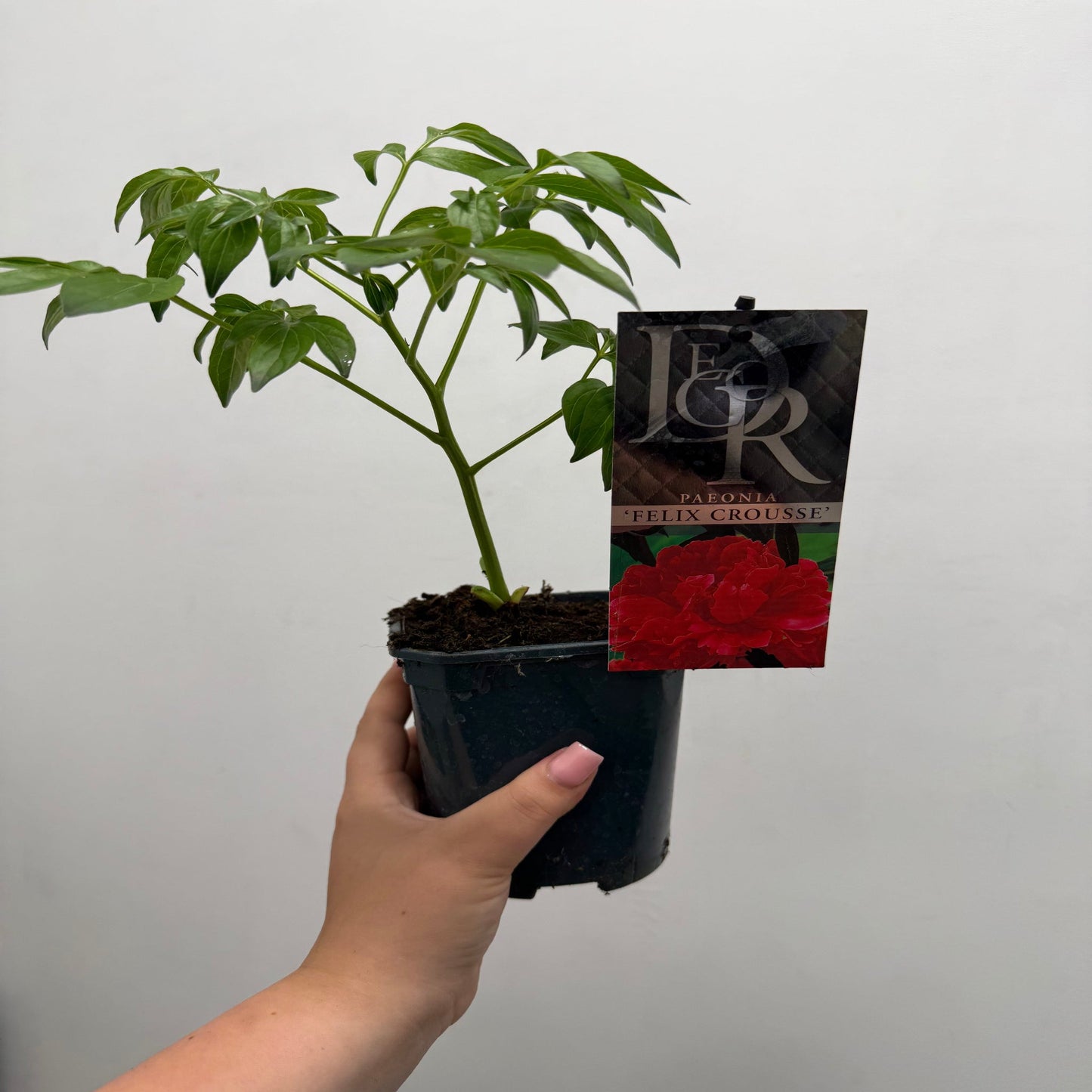 Peony 'Felix Crousse' 1L