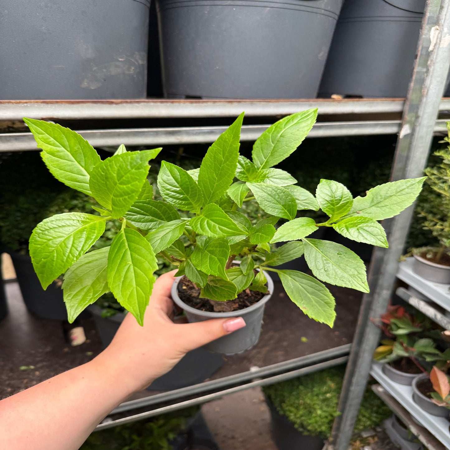 Hydrangea macrophylla 'Shakira' 9cm