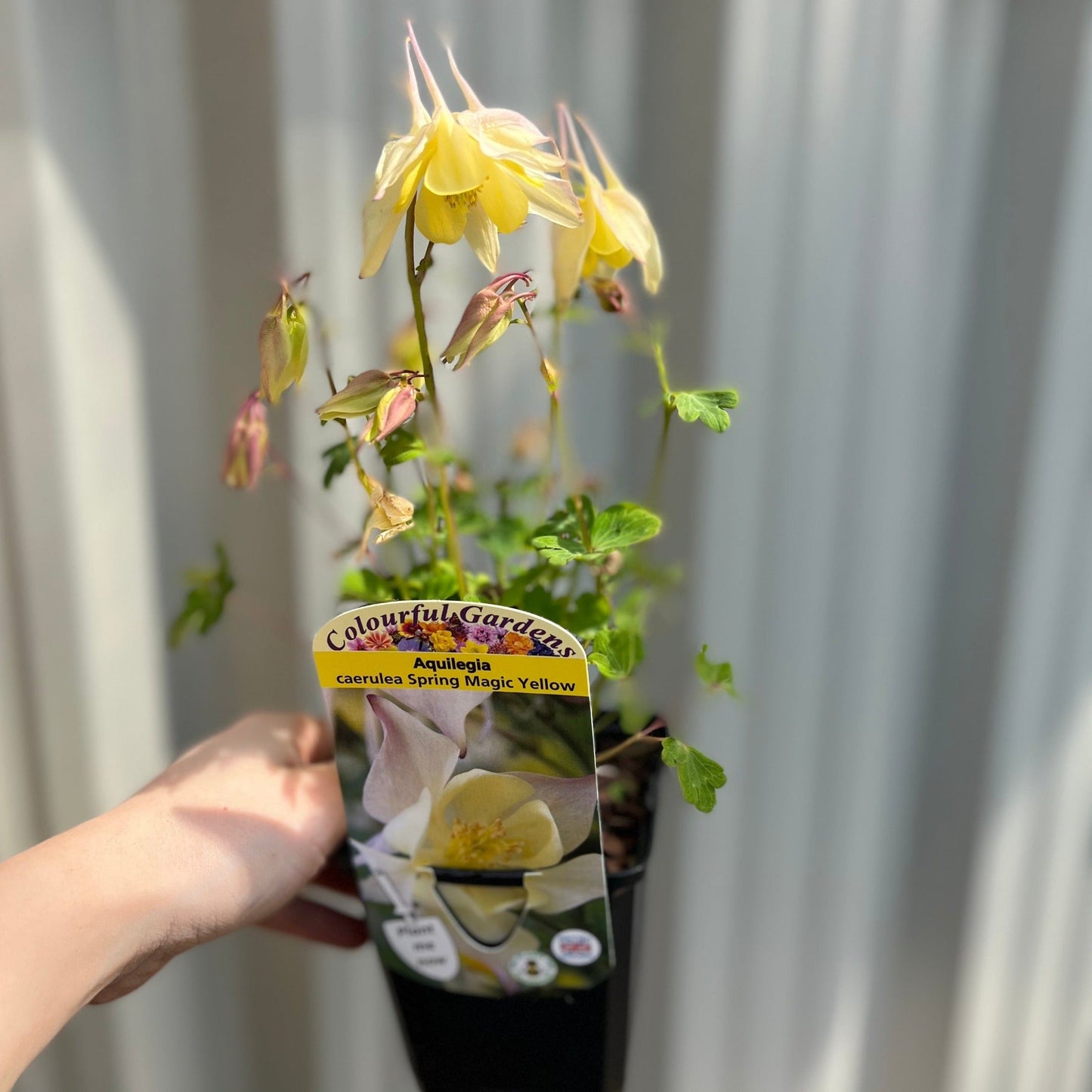 Aquilegia 'Spring Magic Yellow'