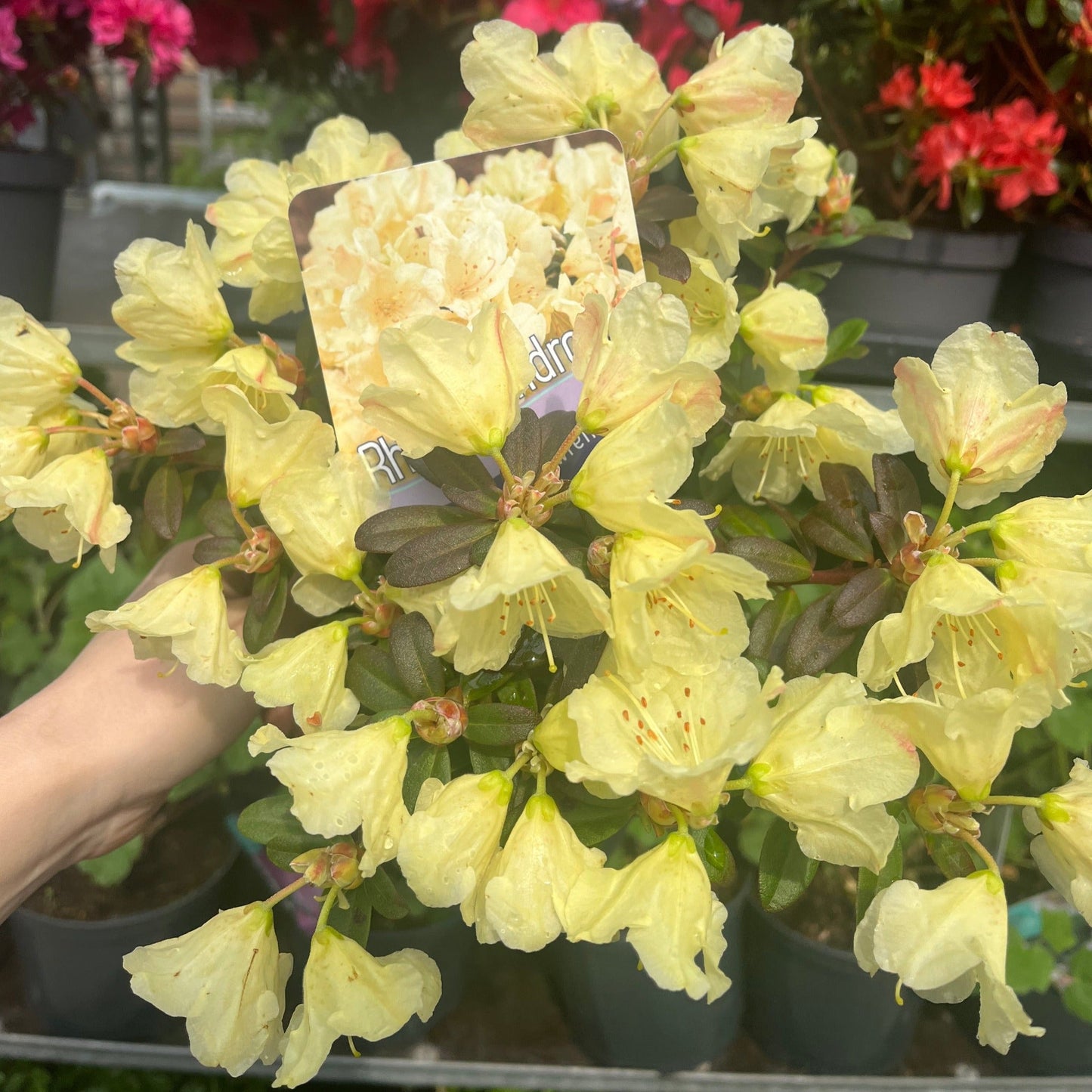 Dwarf Rhododendron 'Wren' 1L