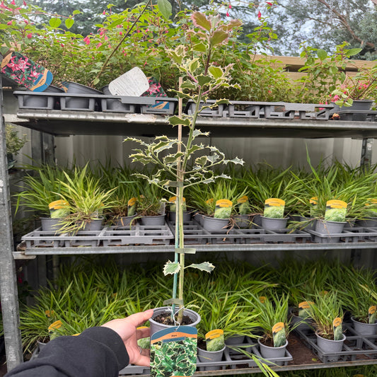 Ilex 'Argentea Marginata' Holly 9cm / 2L