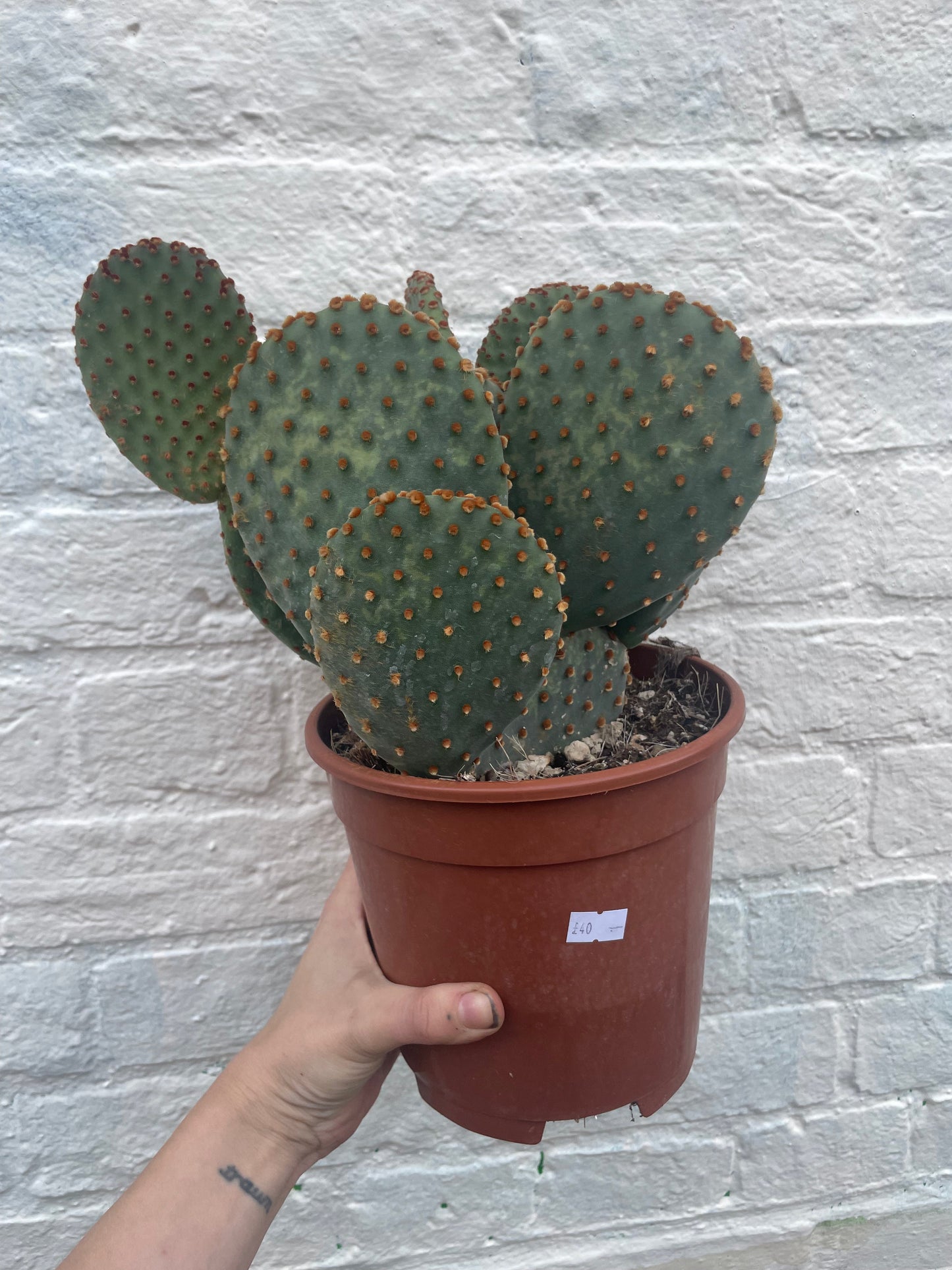 Opuntia microdasys Varieties (Bunny ear/ Angel wing cactus)