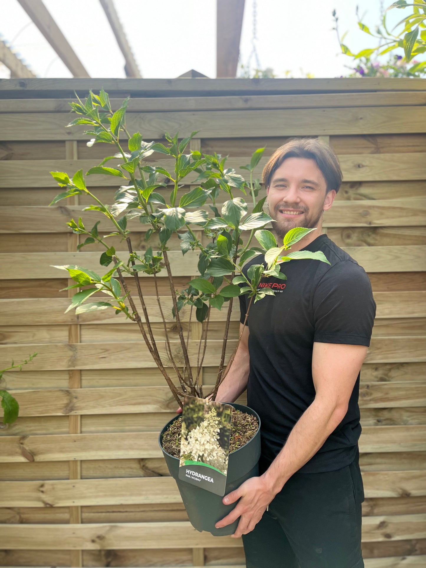 Hydrangea paniculata 'Kyushu' 9cm/2/9.5L