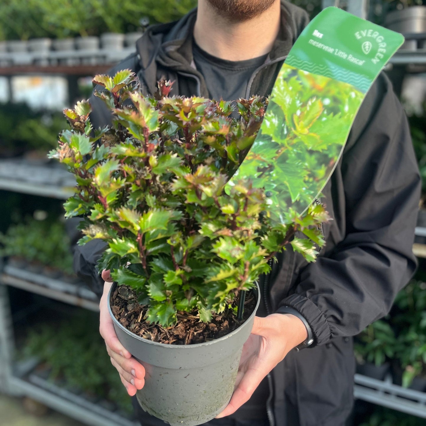 Ilex meserveae 'Little Rascal' Holly