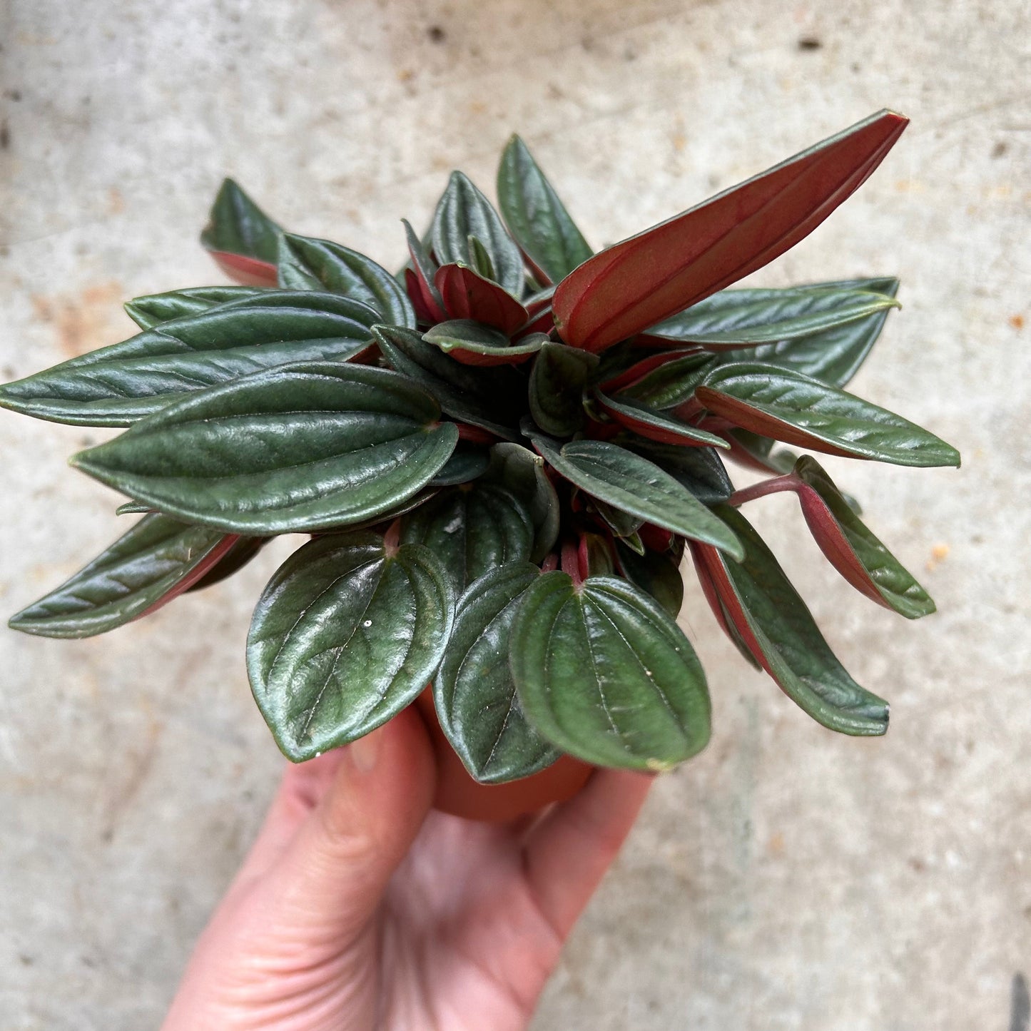 Peperomia Caperata 'Rosso' (Emerald Ripple Radiator plant)