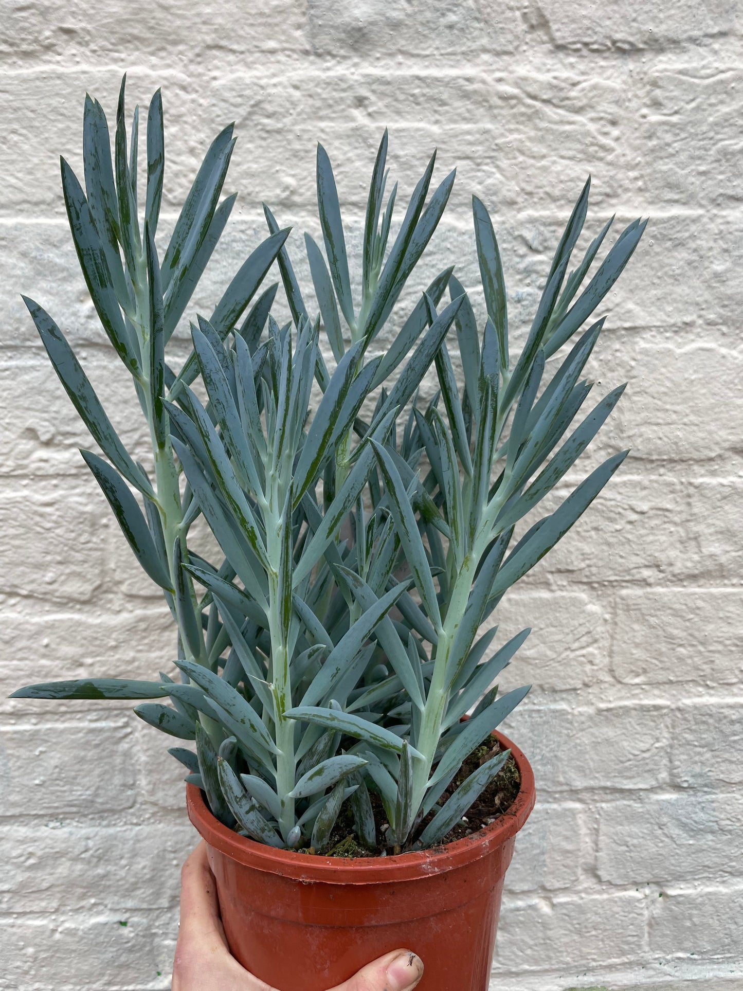 Curio ficoides ( Skyscraper Succulent)
