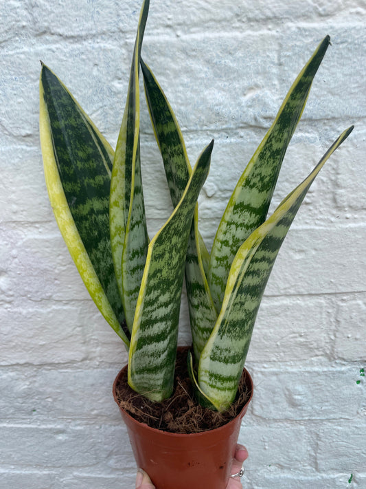 Sansevieria 'Futura Superba' (Snake-plant/Mother in Laws Tongue)