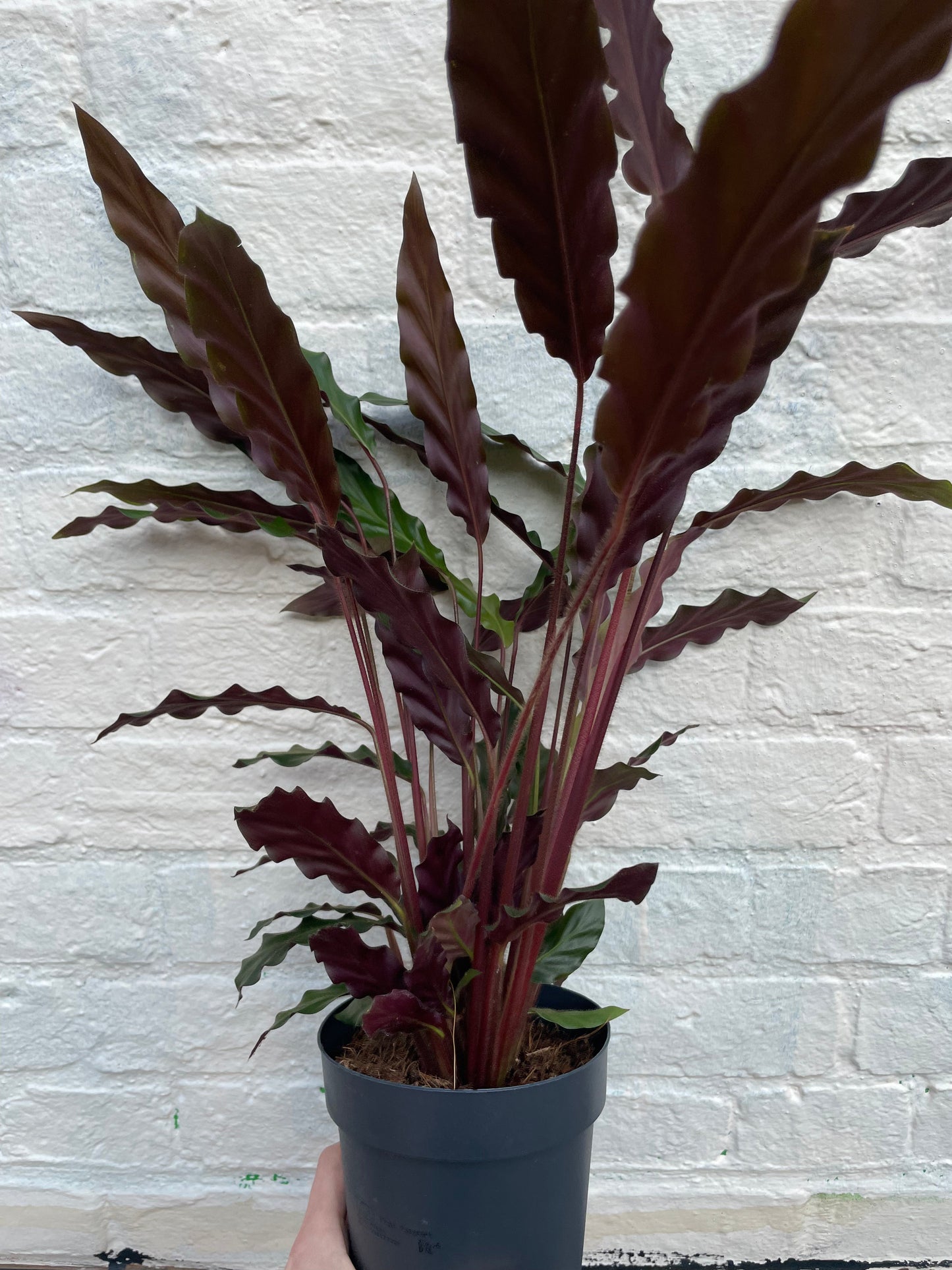 Calathea rufibarba (Velvet Calathea)