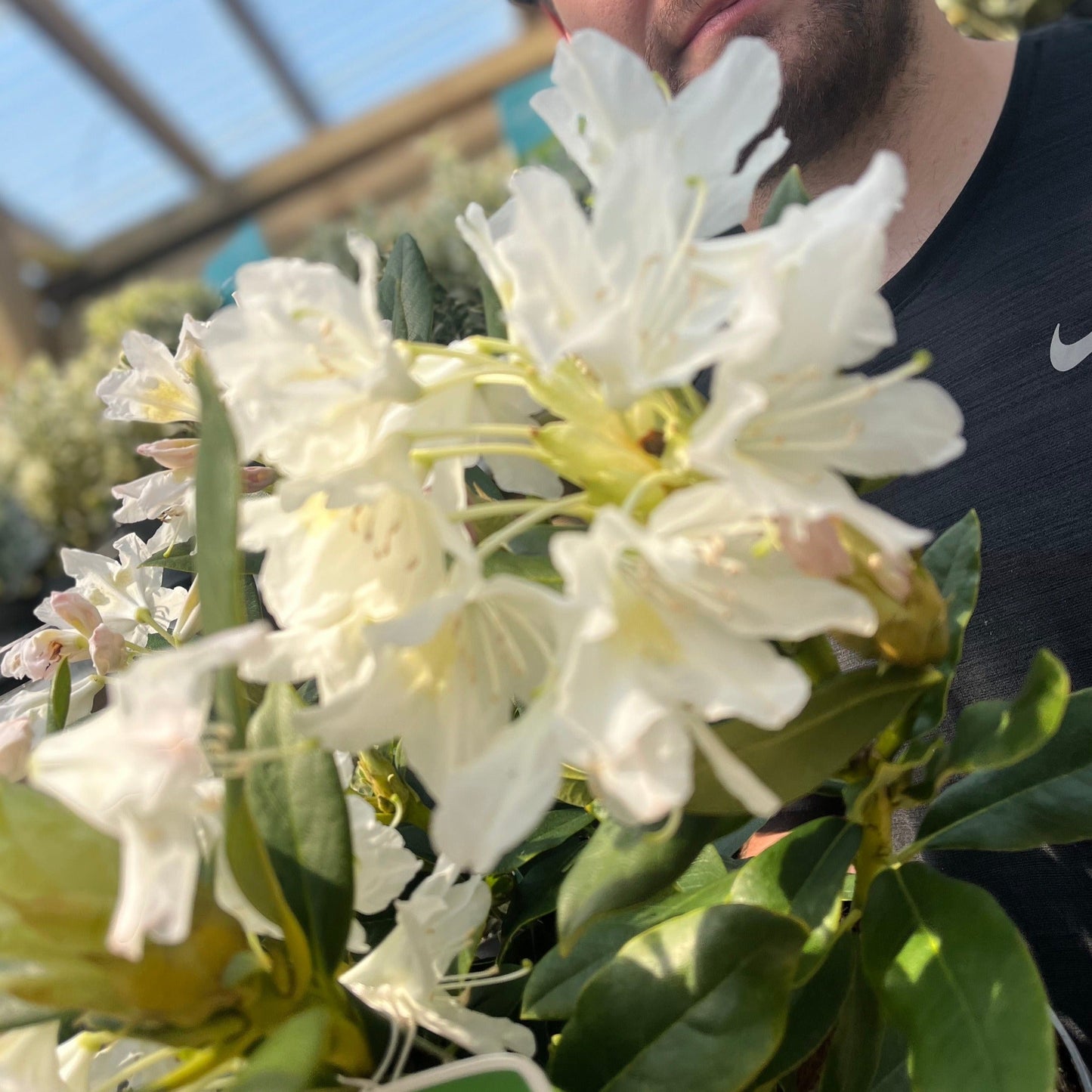 Rhododendron 'Cunninghams White' 2L / 3L / 5L