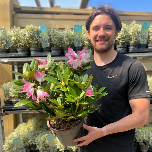 Rhododendron 'Cosmopolitan' 3L / 5L