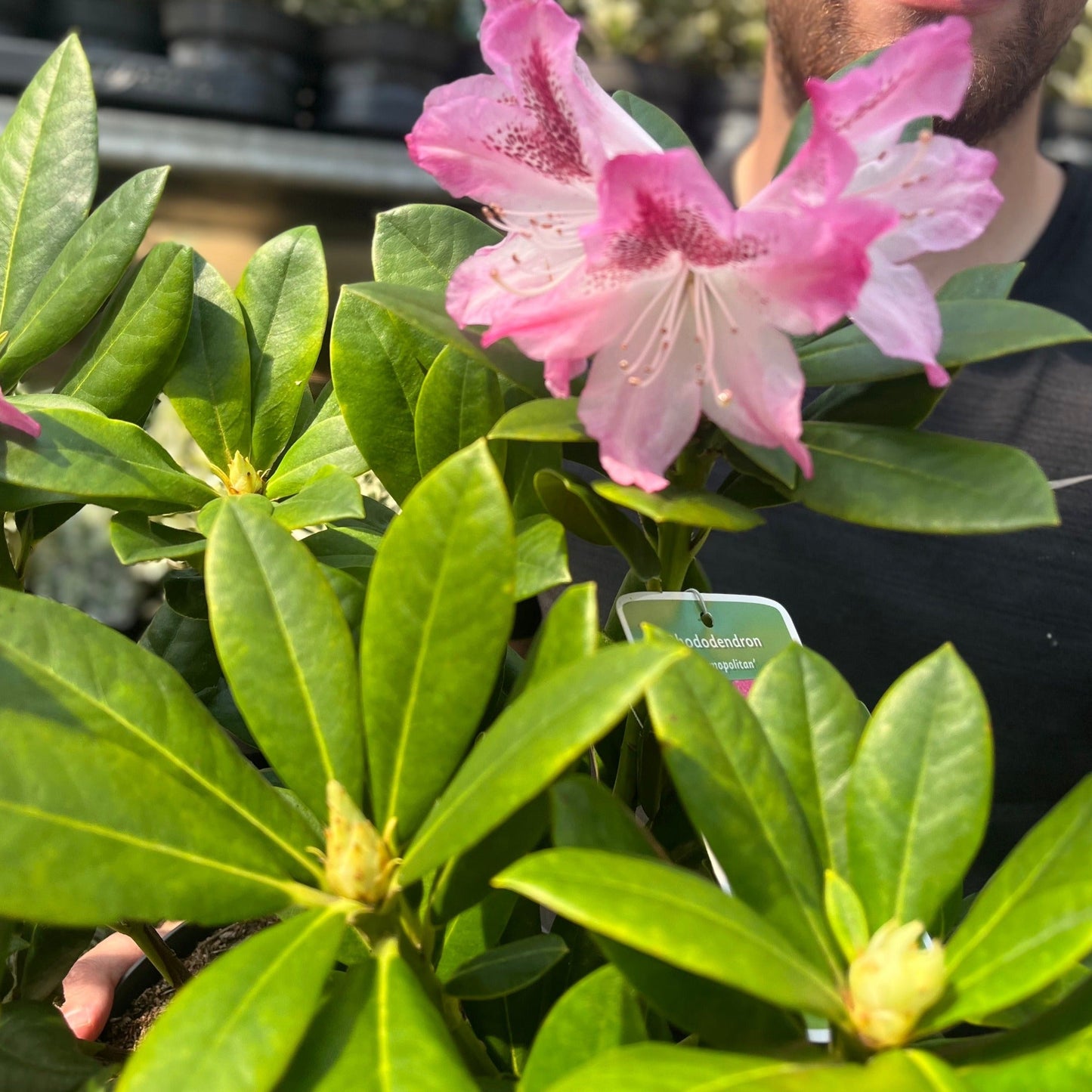 Rhododendron 'Cosmopolitan' 3L / 5L