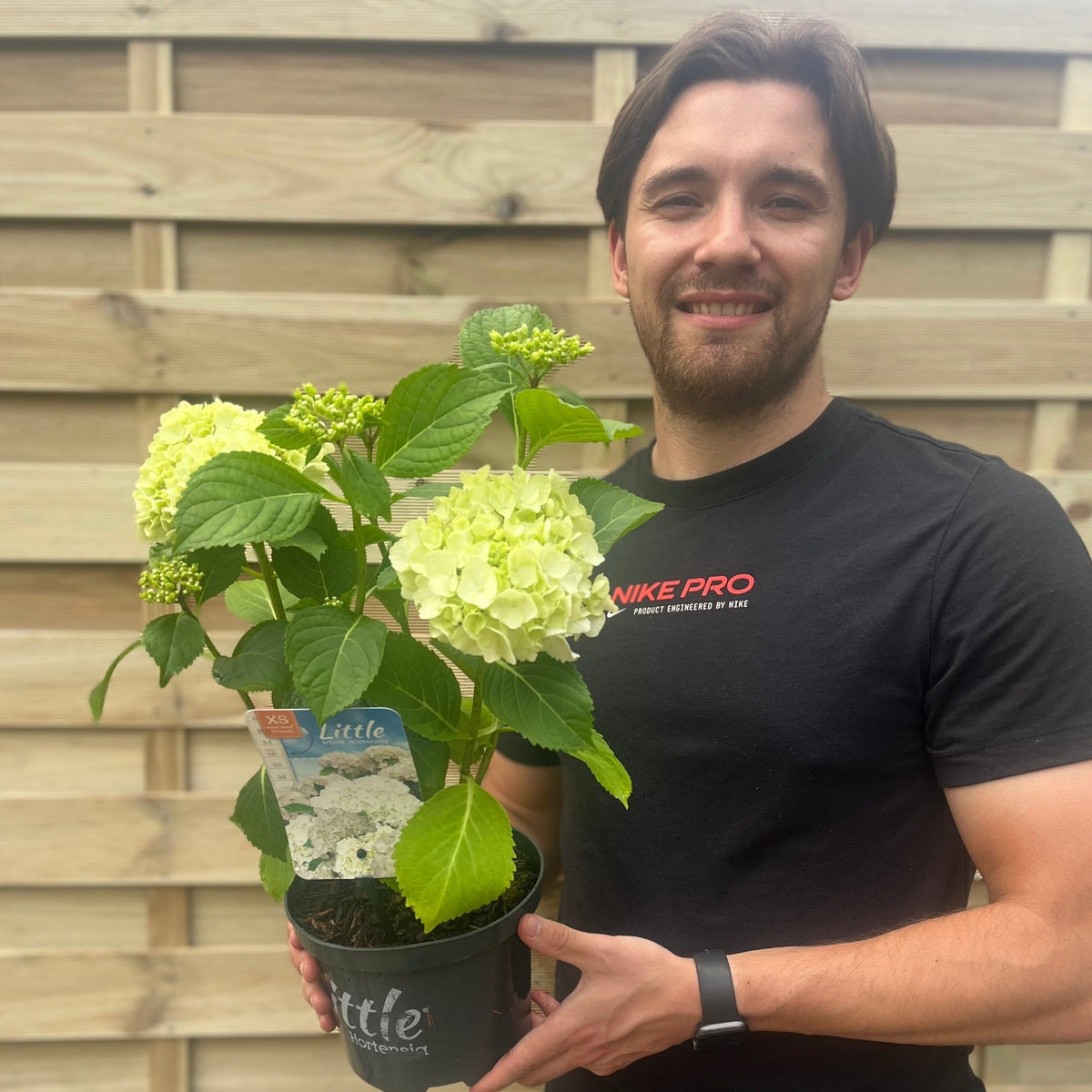 Dwarf Hydrangea | Hydrangea macrophylla 'Little White' 2L