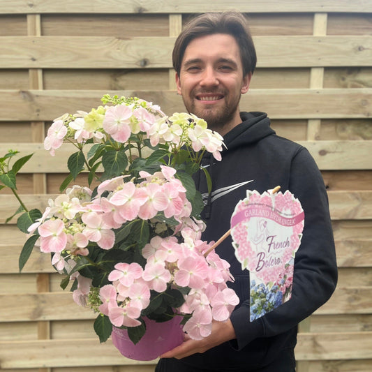 Hydrangea 'French Bolero' Pink 2L / 3L