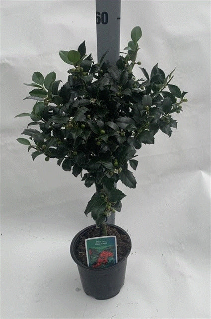 Standard Holly Tree | Ilex meserveae 'Blue Maid'