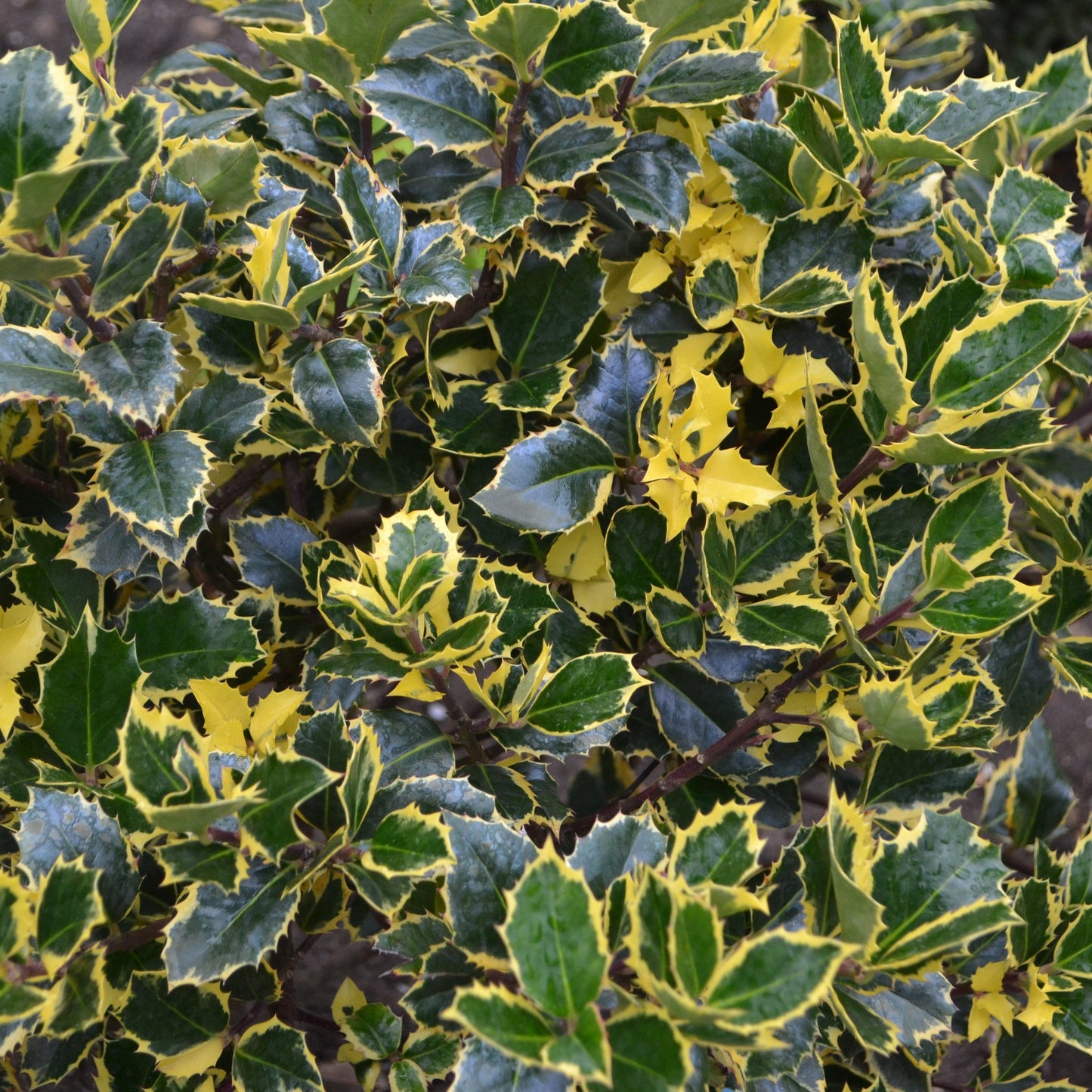 Ilex x altaclarensis  'Golden King' | Variegated Holly 9cm / 2L