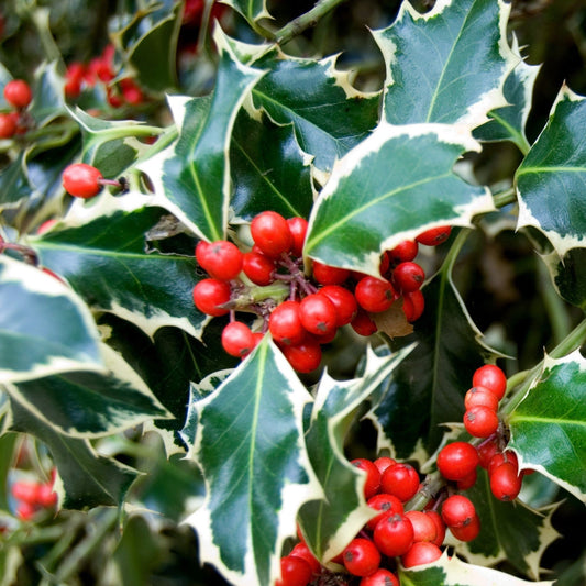 Ilex 'Argentea Marginata' Holly 9cm / 2L