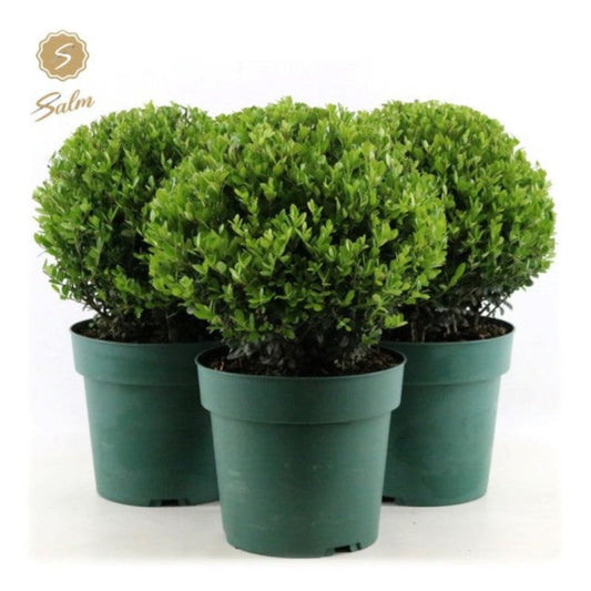 Ilex crenata 'Jenny' Ball