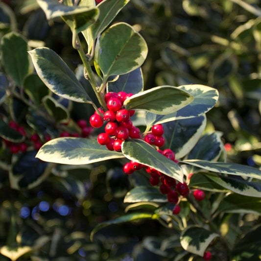 Ilex x altaclarensis  'Golden King' | Variegated Holly 9cm / 2L