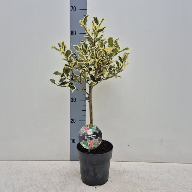 Standard Holly Tree | Ilex aquifolium 'Argentea Marginata' | 50-60cm, 80-90cm
