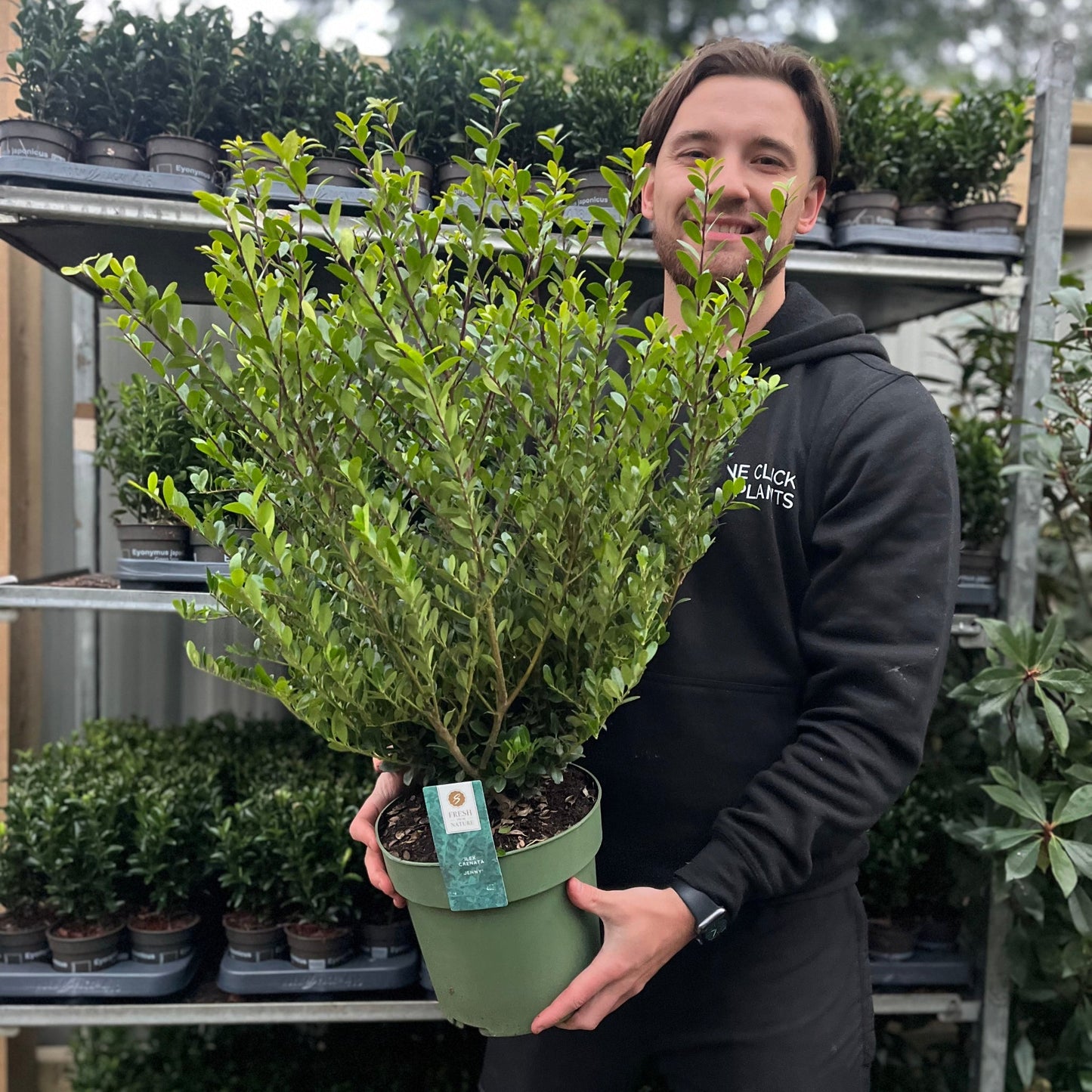 Ilex crenata 'Jenny'