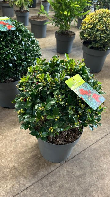 Ilex merserveae 'Blue Maid' Ball 10L (35-40cm diameter)
