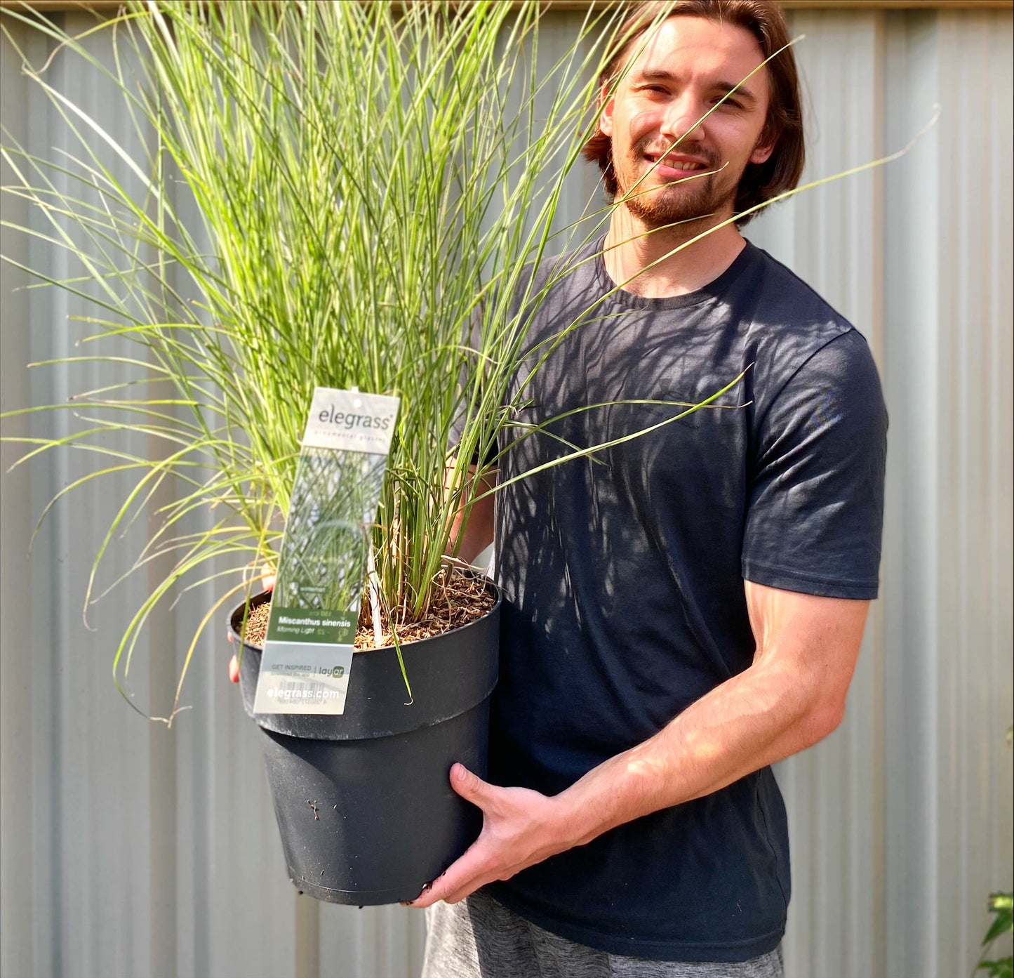Miscanthus sinensis Morning Light 2L / 10L