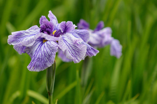 Iris ensata Activity - Marginal Pond Plants - BP051