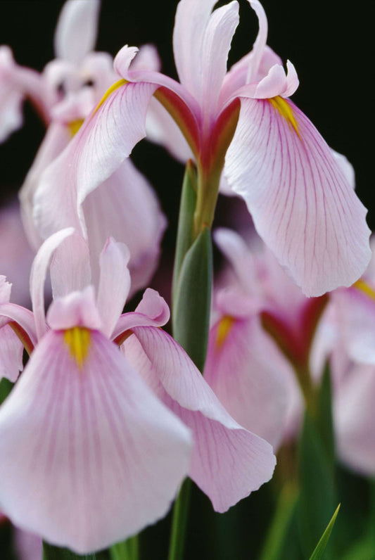 Iris ensata Darling - Marginal Pond Plants - BP053