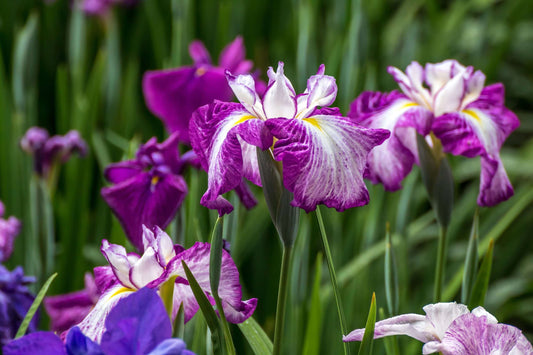 Iris ensata 'Harlequinesque' - Marginal Pond Plants - BP063